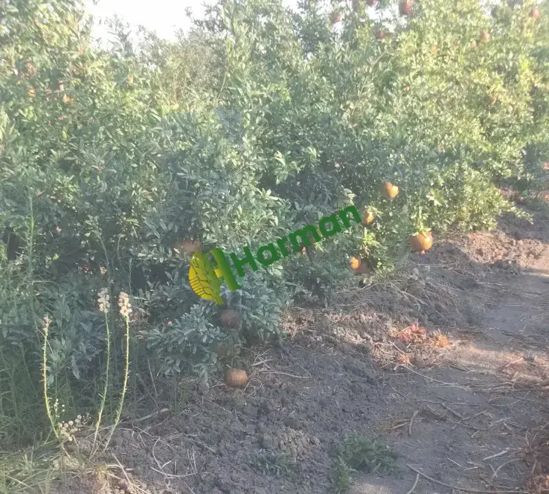 Hicaz nar 60 70 ton arası