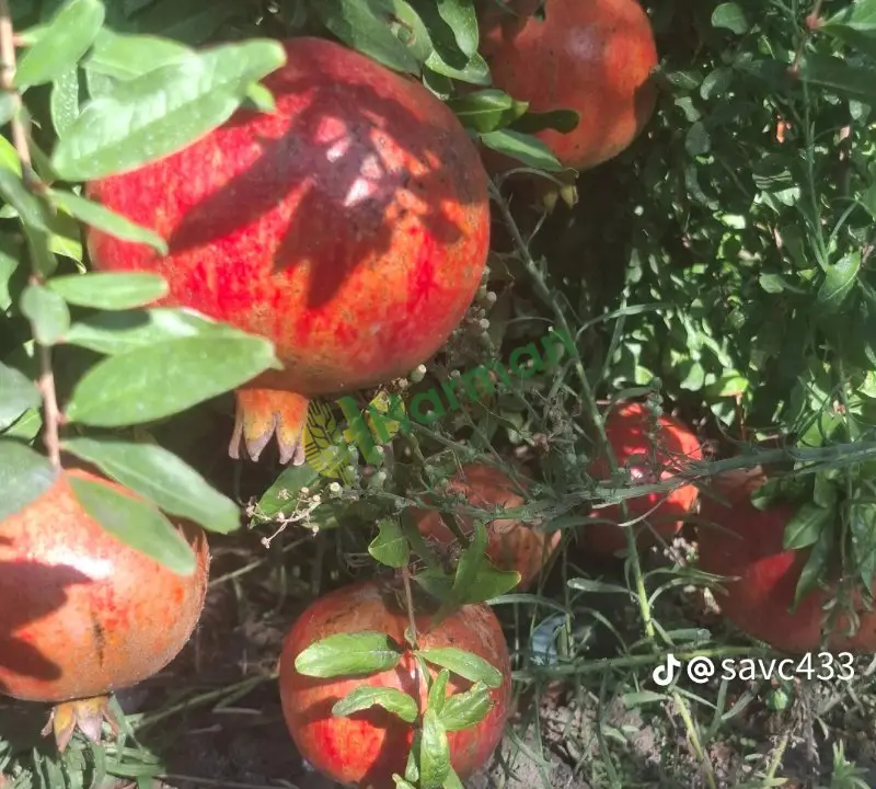 Hicaz nar 60 70 ton arası
