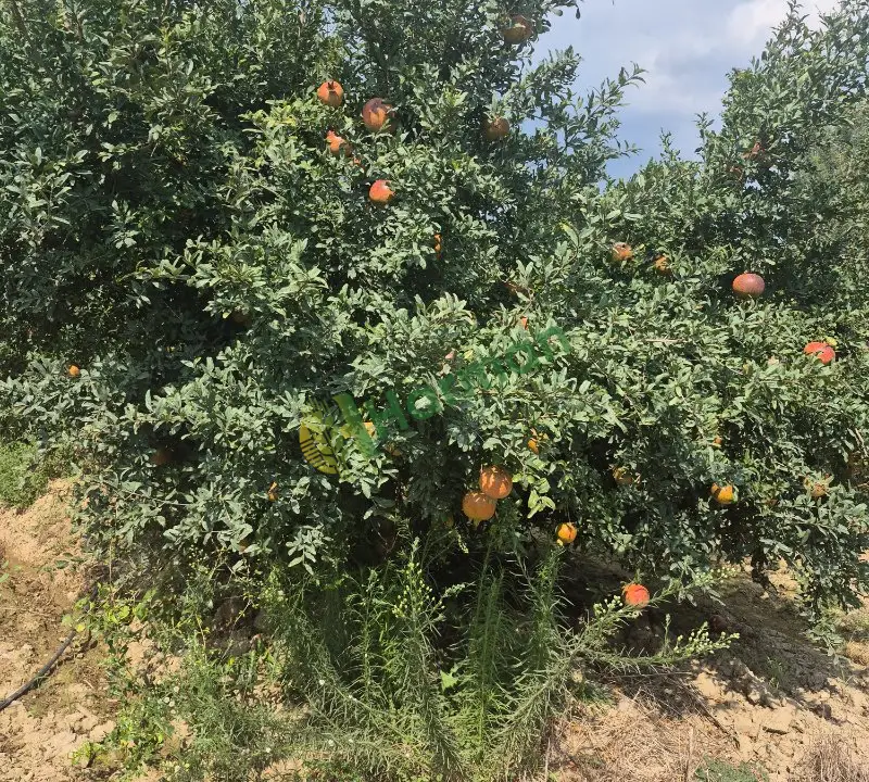 Hicaz narı