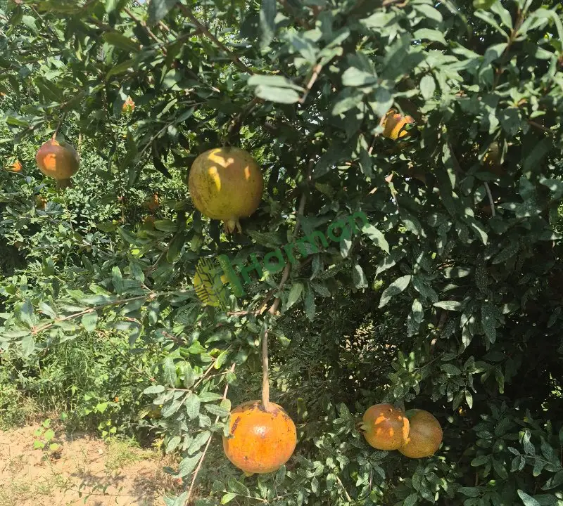 Hicaz narı