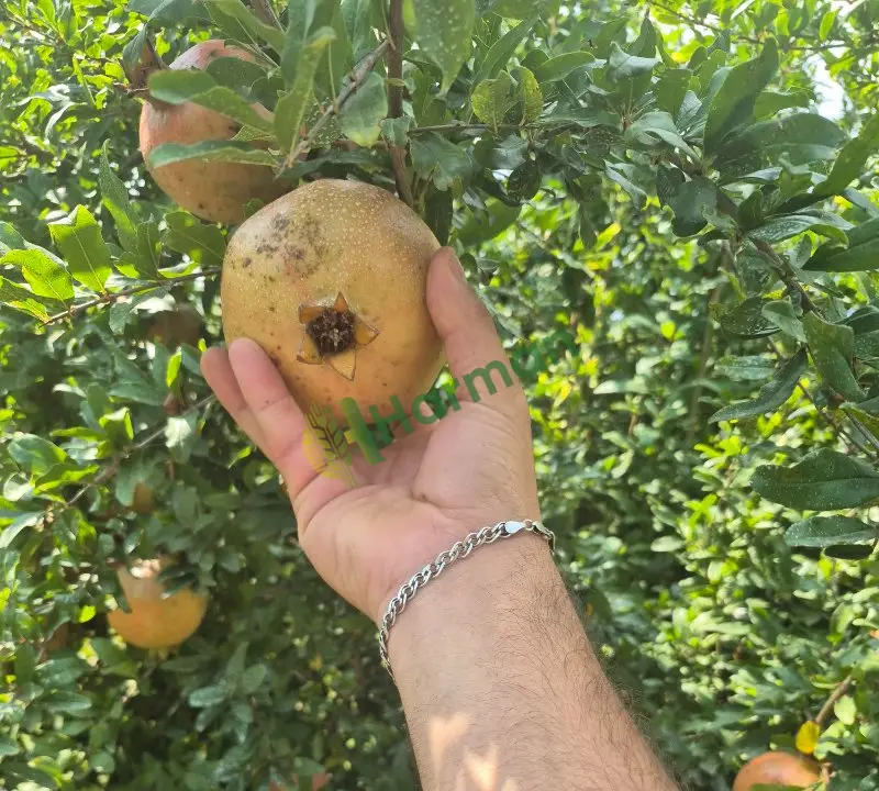 Hicaz narı