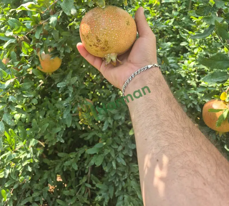 Hicaz narı