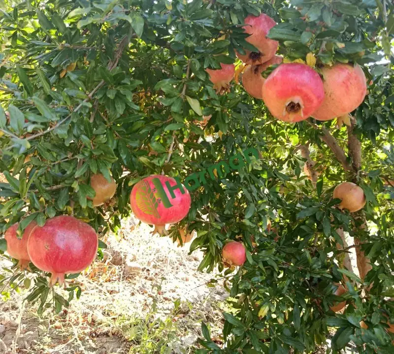 Hicaz narı