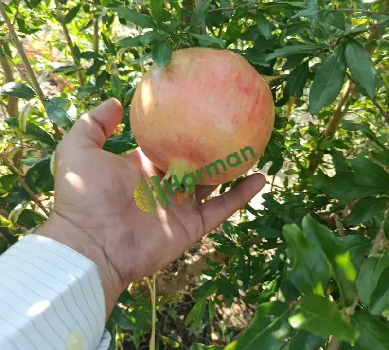 Hicaz narı
