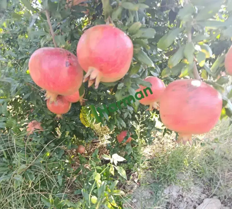 Hicaz narı