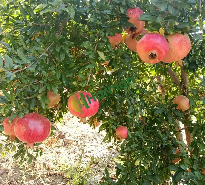Hicaz narı