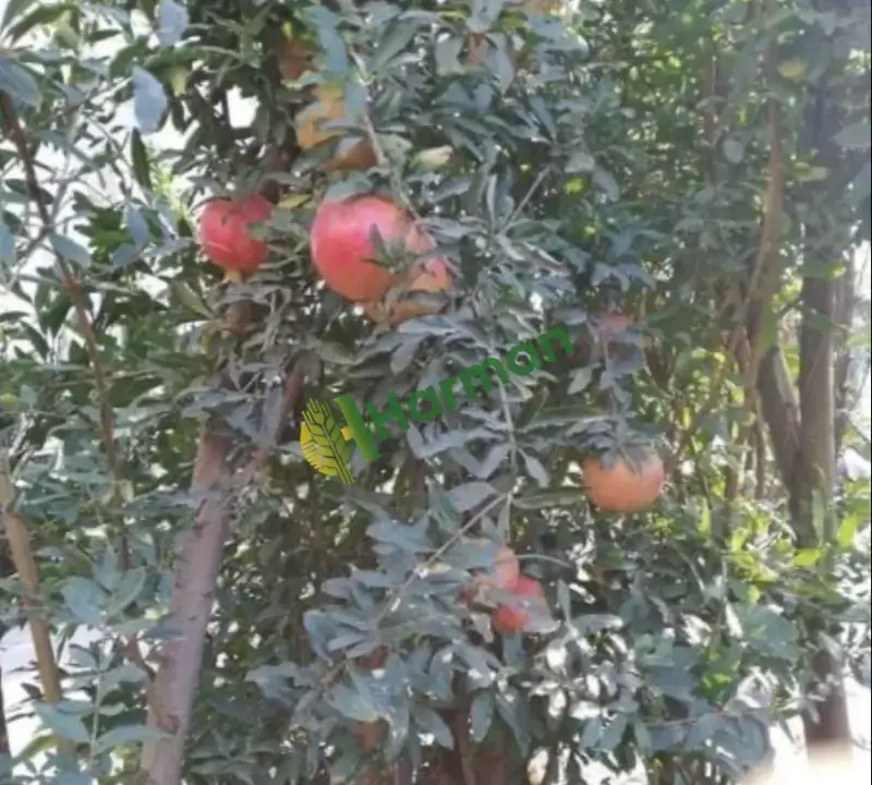 Hicaz Narı (Organik Kalıntısız)