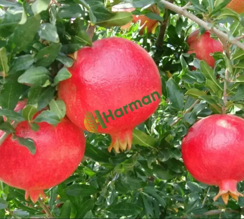 Hicaz Narı (Sertifikalı Organik Kalıntısız)
