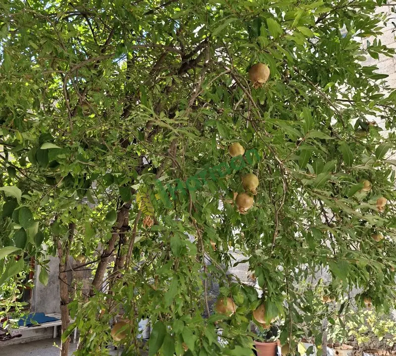 Hicaz Narı