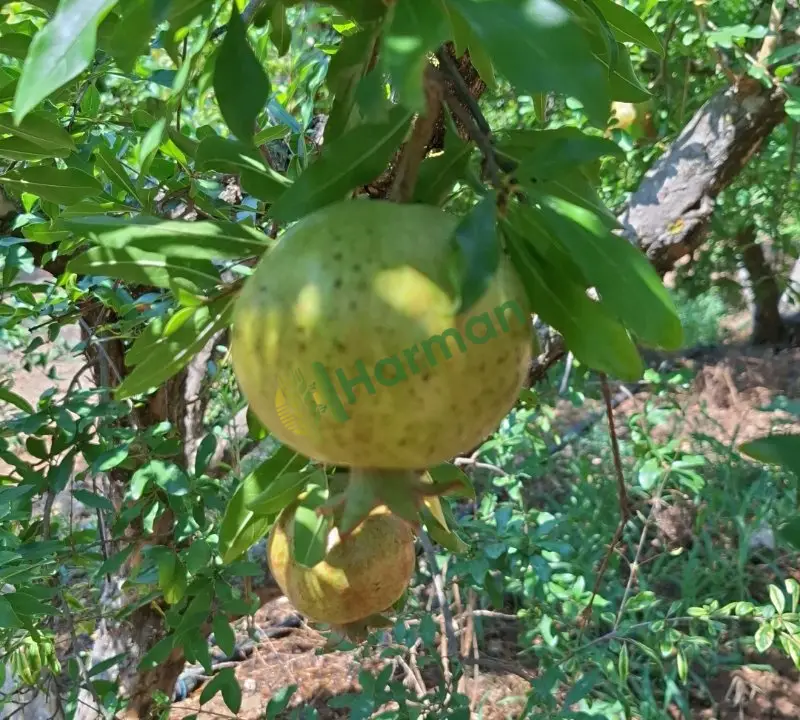 Hicaz Narı
