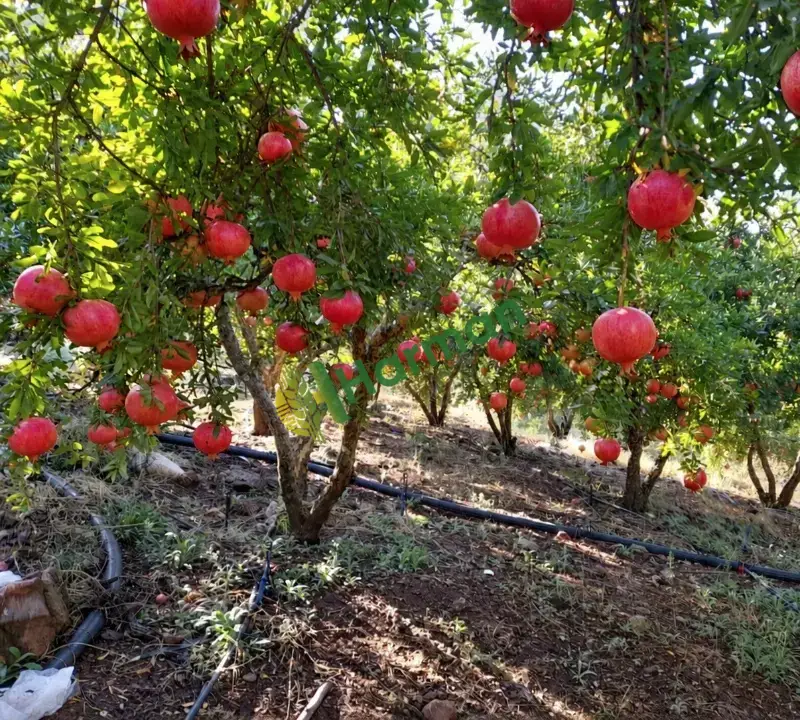 Hicaznarı