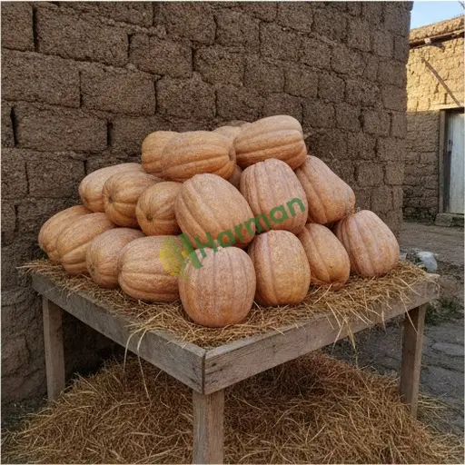 Aranan Hint Kabağı - Erzurum Oltu