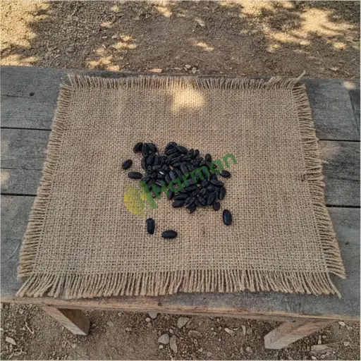 Tunceli Mazgirt'te hurma tohumu alınır