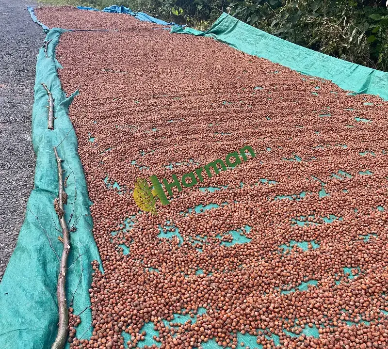 ic findik 1 ton
