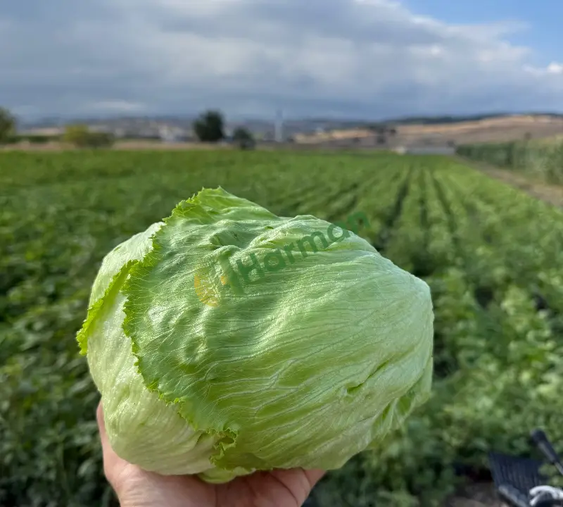 Iceberg marul