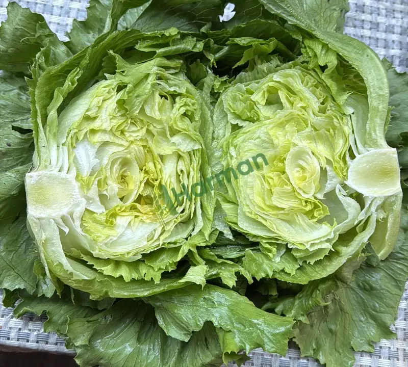 Iceberg marul