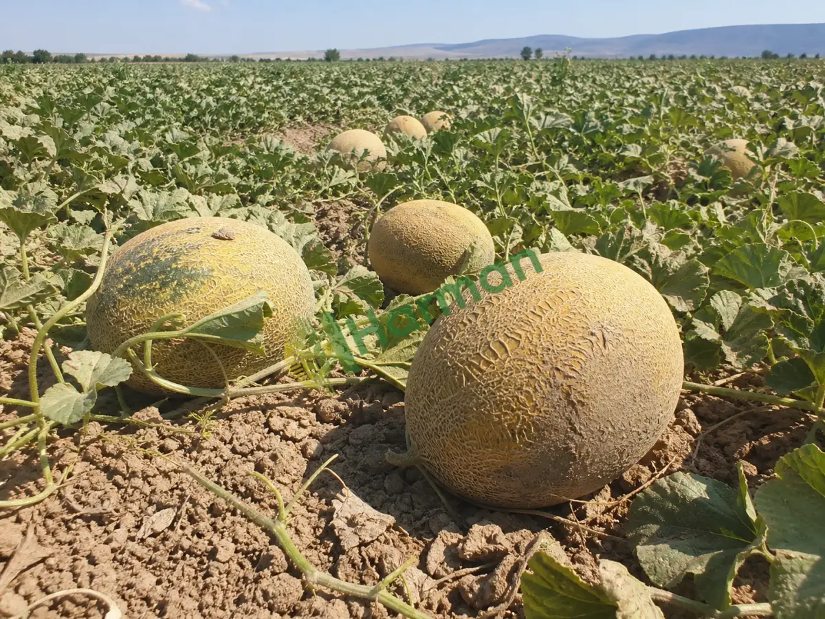 İçi dolgun kavun