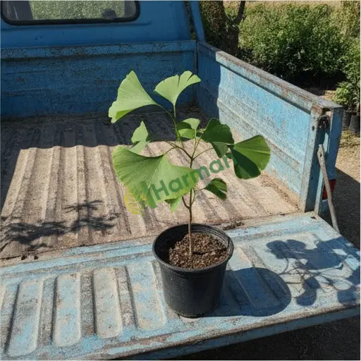 Iğdır Merkez'de ginkgo alıcısıyım