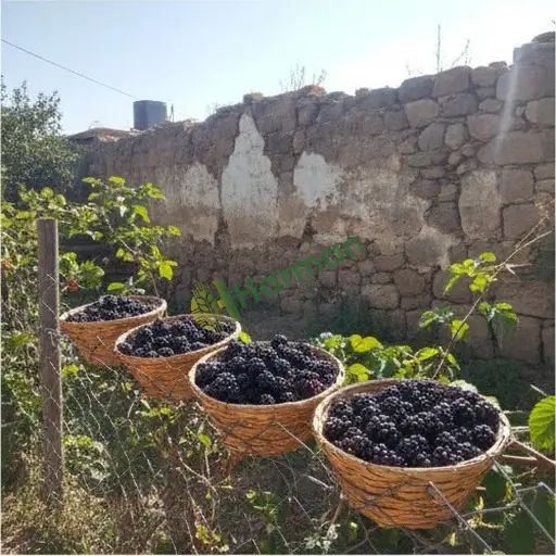 Iğdır Merkez'de böğürtlen satılır