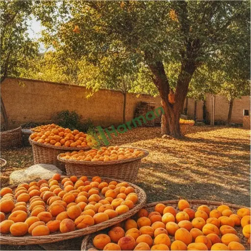 Iğdır Karakoyunlu Kayısı Aranan