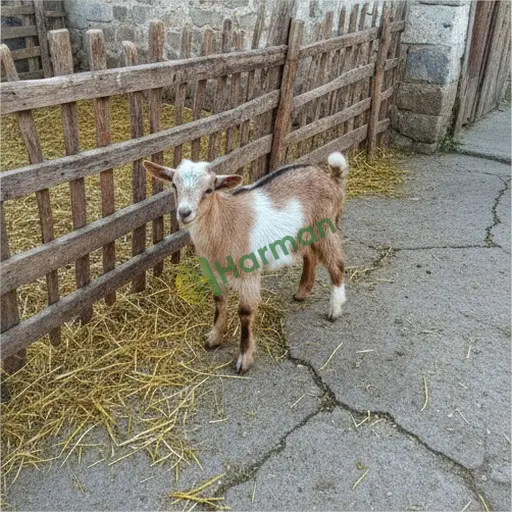 Iğdır Aralık'ta 39 baş dişi oğlak satılık
