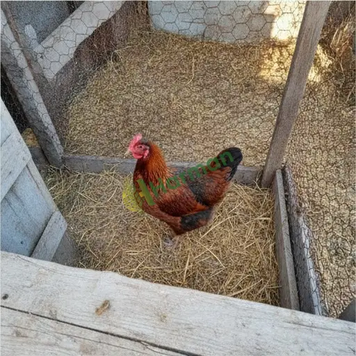 Iğdır Karakoyunlu'da damızlık tavuk alınır