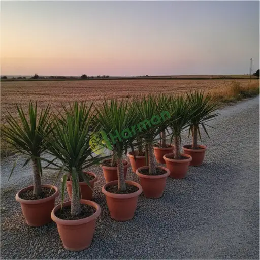 Iğdır Merkez'de yucca satılık