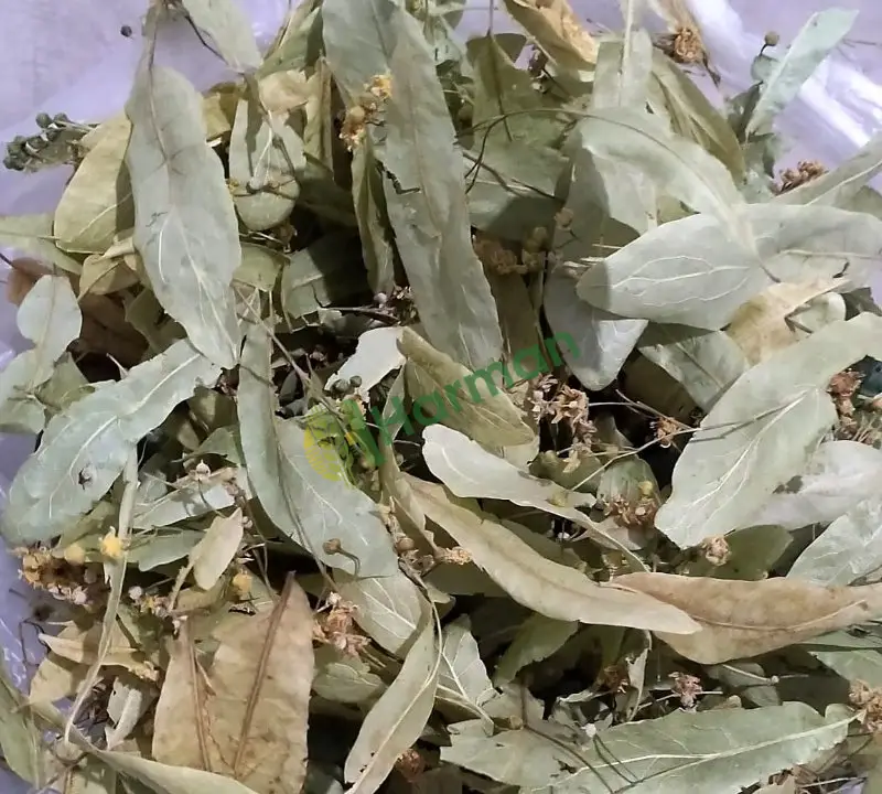IHLAMUR Kendi Ürünümüz Yeni Mahsül