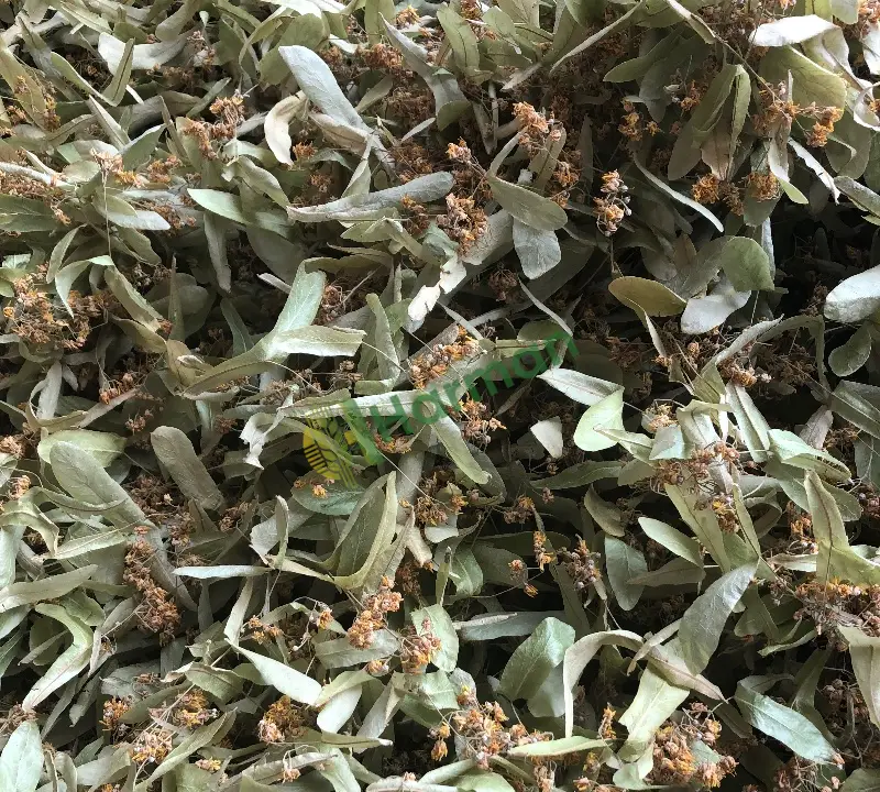 Ihlamur yeni mahsül