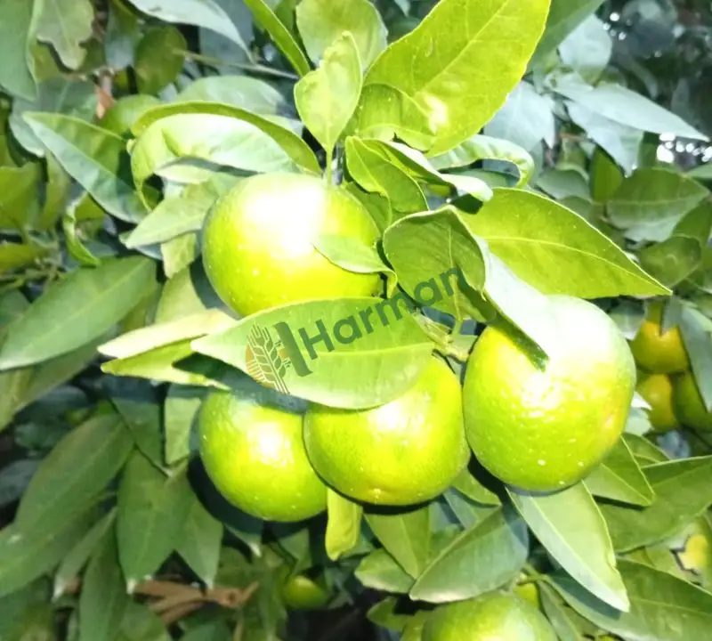 İhracaata uygun satsuma Hatay Dörtyol