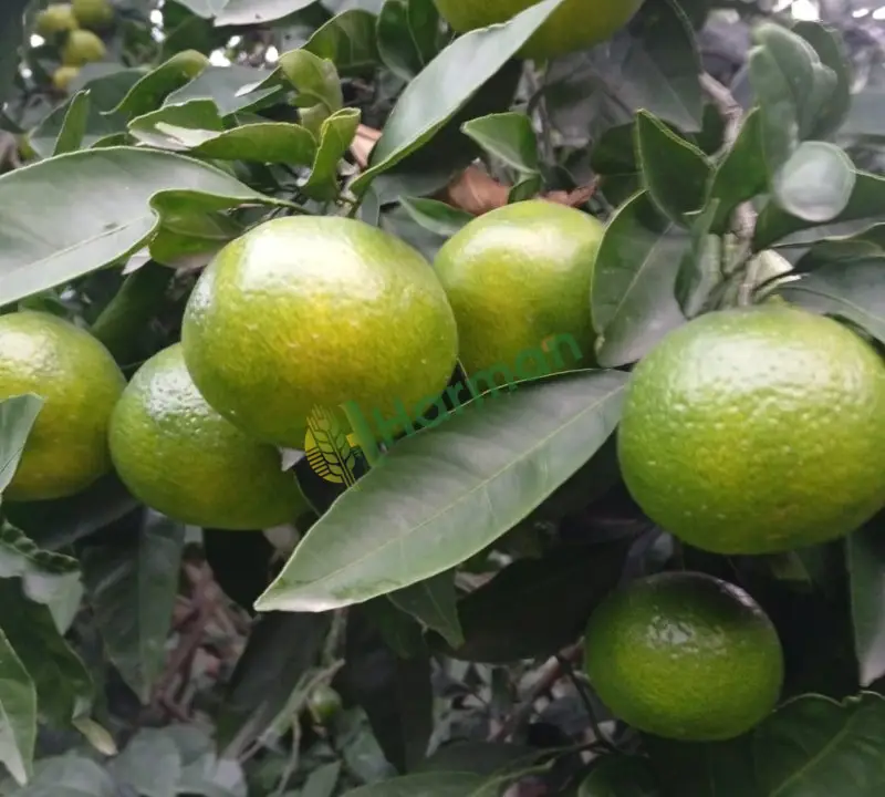İhracaata uygun satsuma Hatay Dörtyol