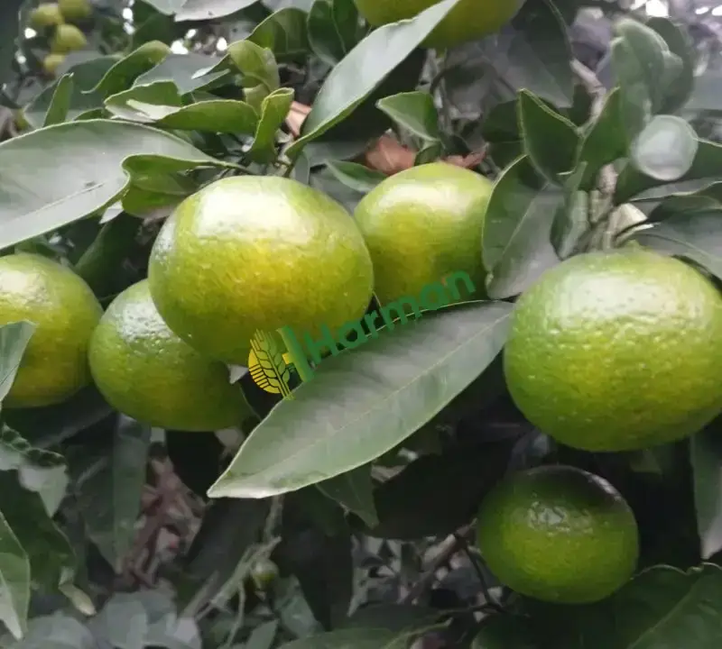 İhracaata uygun satsuma Hatay Dörtyol