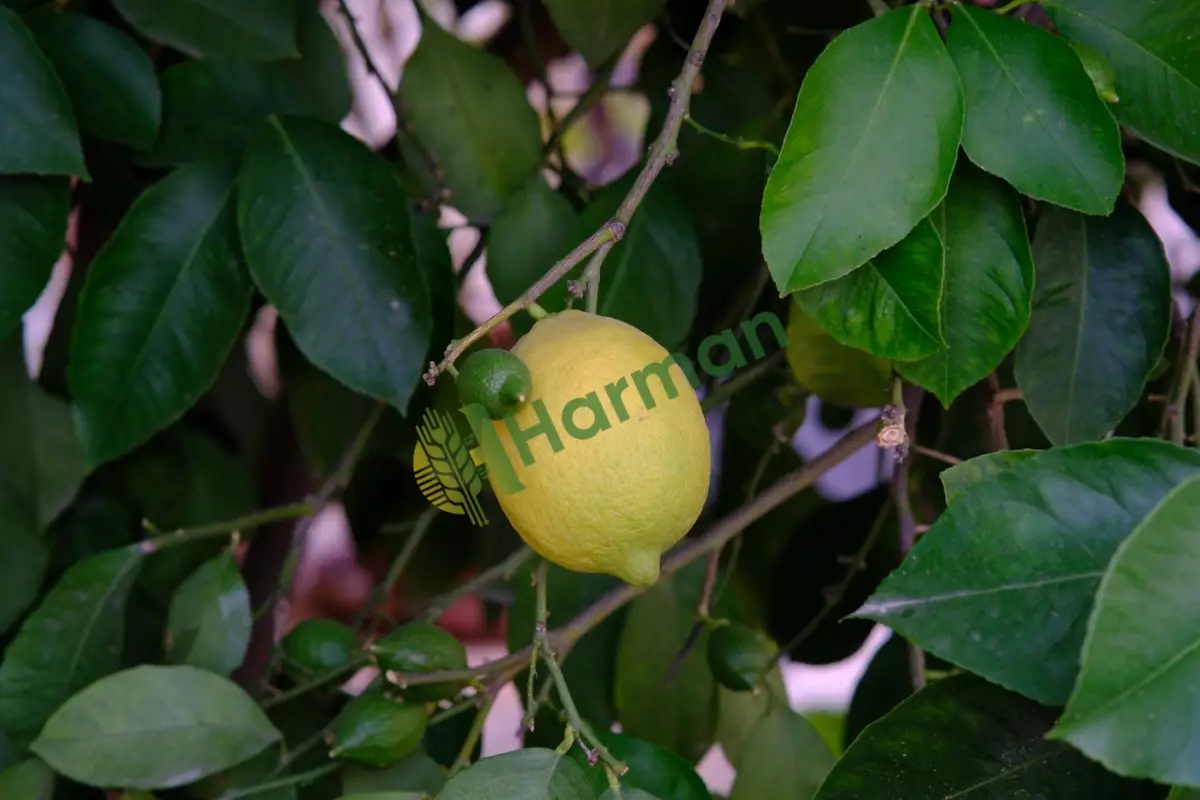 İhracat fazlası dökme lamas limon alınır - Sivas İmranlı
