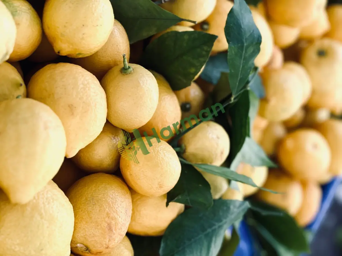 İhracat fazlası kaliteli lamas limon, satılık - Nevşehir Ürgüp