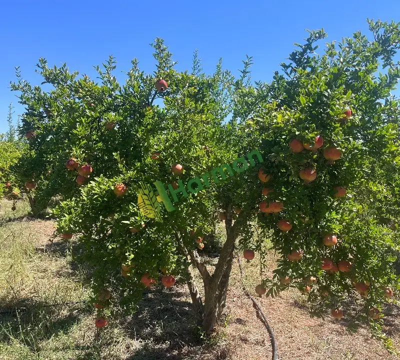 İhracata Hicaz Narı