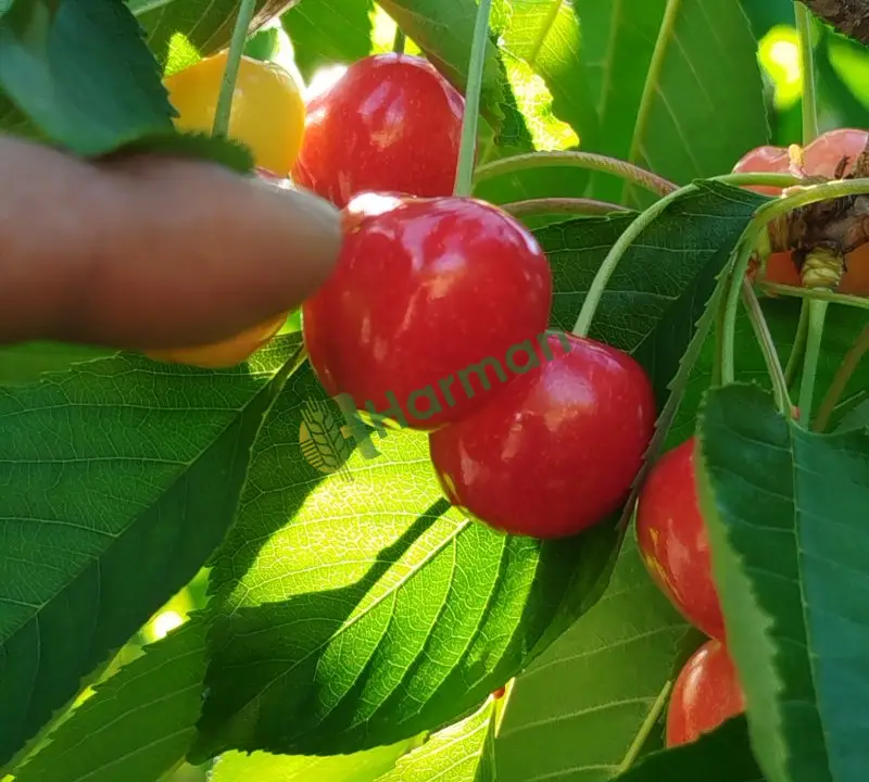 İhracatın ve ihracatçının gozbebegi sezonun en son kirazlari...