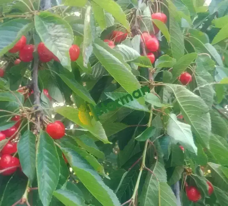 İhracatlık Ziraat900 Kiraz Kalibreli SALİHLİ YAYLA kirazı