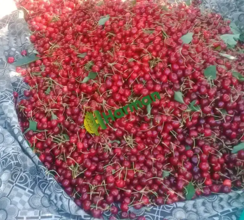 İhracatlık Ziraat900 Kiraz Kalibreli SALİHLİ YAYLA kirazı