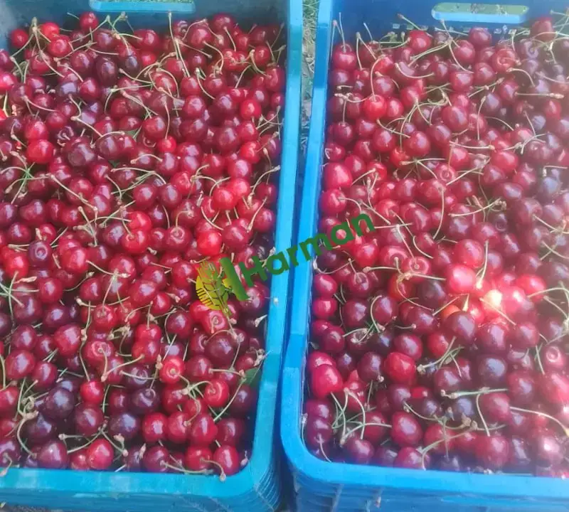 İhracatlık Ziraat900 Kiraz Kalibreli SALİHLİ YAYLA kirazı
