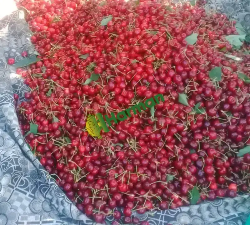 İhracatlık Ziraat900 Kiraz Kalibreli SALİHLİ YAYLA kirazı