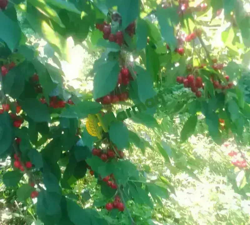 İhracatlık Ziraat900 Kiraz Kalibreli SALİHLİ YAYLA kirazı