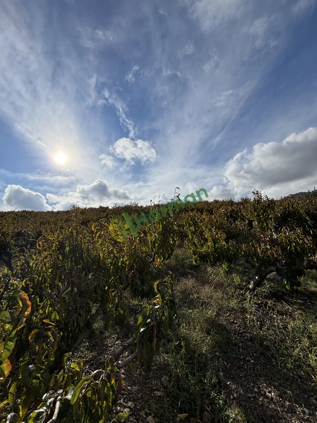𝗦𝗔𝗛İ𝗕İ𝗡𝗗𝗘𝗡 𝗦𝗔𝗧𝗜𝗟𝗜𝗞 Ş𝗘𝗙𝗧𝗔𝗟İ 𝗕𝗔𝗛Ç𝗘𝗦İ