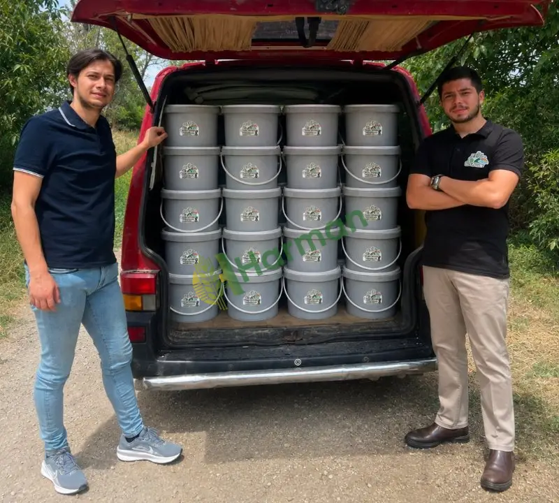 İmalaçıdan toptan tatlandırılmış zeytin (Zeytin Diyarım)