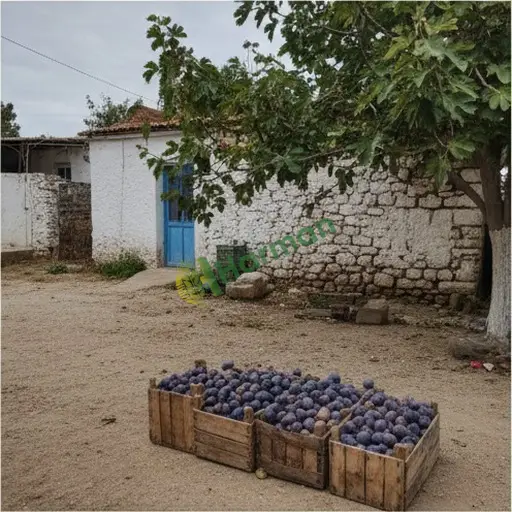 Aksaray Gülağaç incir alıcısıyım