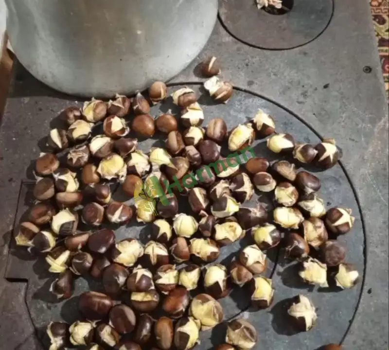 İnebolu kuzu kestane