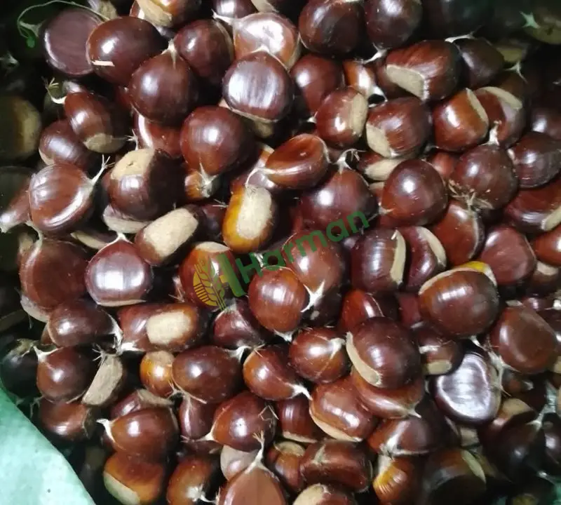 İnebolu kuzu kestane
