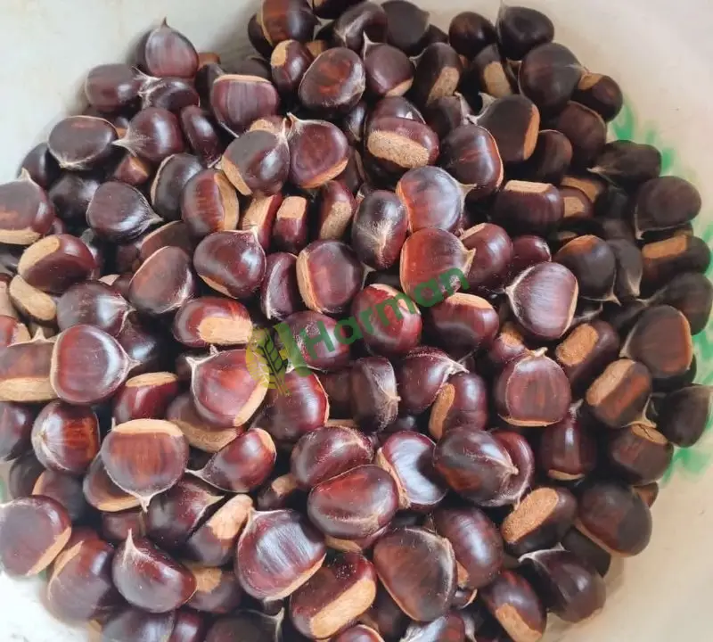 İnebolu kuzu kestane