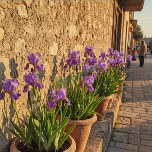 Bolu Dörtdivan'da iris alıcısıyım