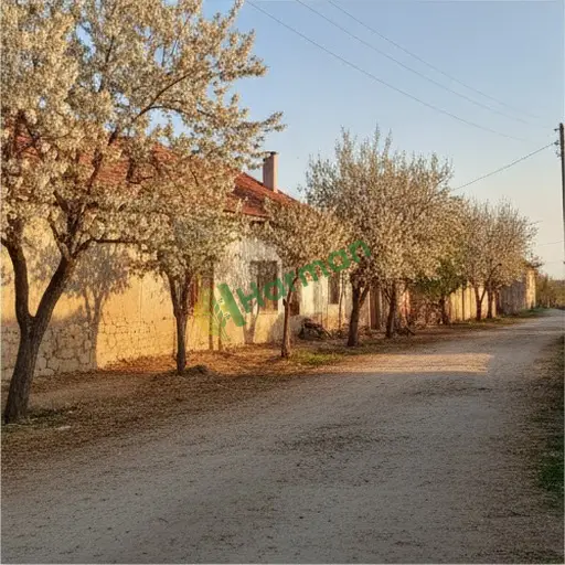 Isparta Uluborlu'da akasya alınır