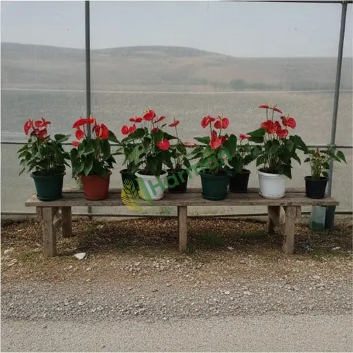 Isparta Atabey'de satılık antoryum